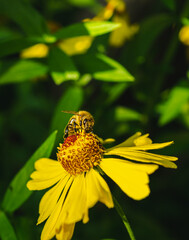 Bee on yellow rudbeckia macro at sunny day