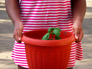 Girl holding plant pot with a basil plant in soil