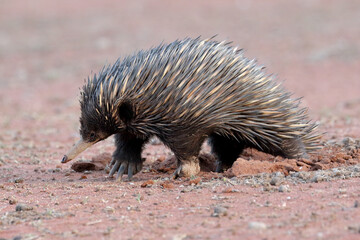 Echidna walking in the Australian outback