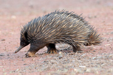 Short-beaked Echidna walking on open ground