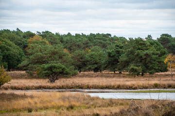 Fototapeta na wymiar Swampland in the autumn under a cloudy sky. Fall landscape.