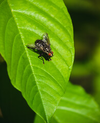 Meat fly sitting on the leaf at sunny summer day closeup
