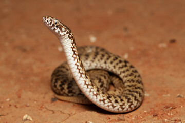 De Vis Banded Snake with head raised