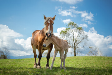Obraz premium Mare and foal in the mountains meadow