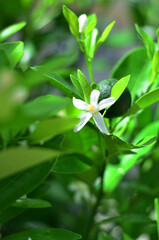Citrus plant