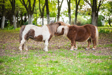 Obraz premium Little brown dwarf horses walking together at countryside