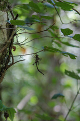 dragonfly on a branch