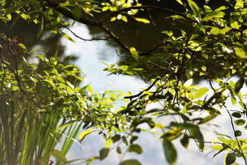 Fototapeta premium plants with pond