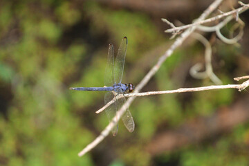 dragonfly on a branch