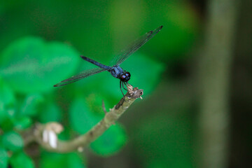 Fototapeta premium Dragonfly on a branch
