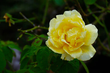 Yellow Rose in Winter Park Rose Garden