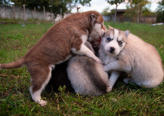 Little husky puppies are resting on the lawn for a walk.