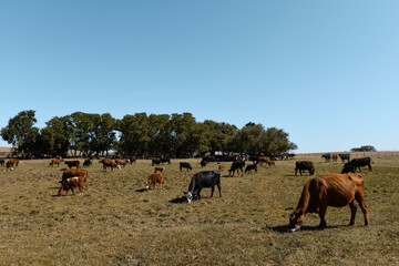 Agricultural production in the Pampas Humeda, Buenos Aires province, Argentina