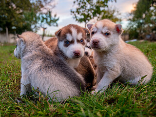 Naklejka na ściany i meble Little husky puppies are resting on the lawn for a walk.