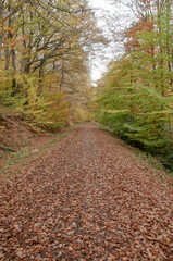 Waldweg im Herbst 