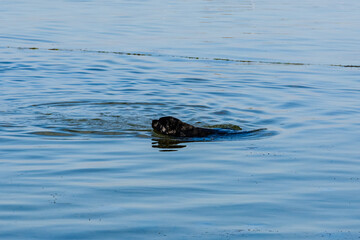 Fototapeta premium Young black mastiff dog swimming in a sea
