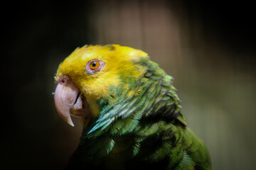Close up of a Cute Parrot Bird