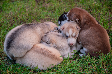 Naklejka na ściany i meble Husky puppies sleep on the grass.
