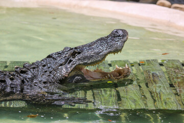 Alligator in the Water