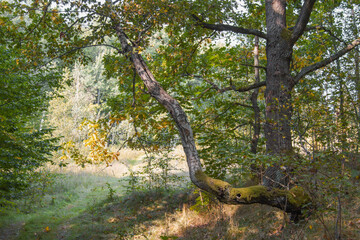 Forest in the fall, in the afternoon.