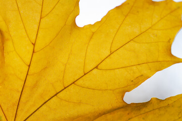 yellow maple autumn sheet close-up, use as background or texture