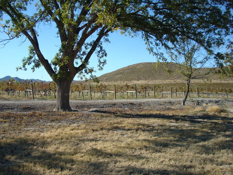 Vi&ntilde;edo en oto&ntilde;o al atardecer