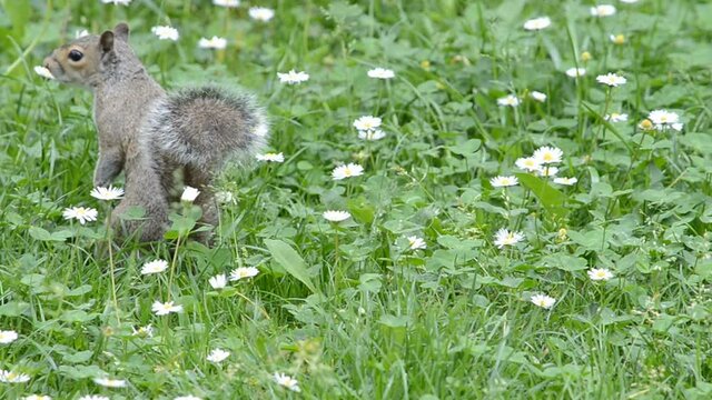 Gray squirrel standing in the grass full of daisies and then running away