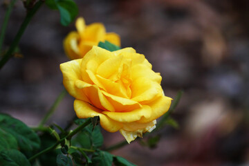 Yellow Rose in Winter Park Rose Garden
