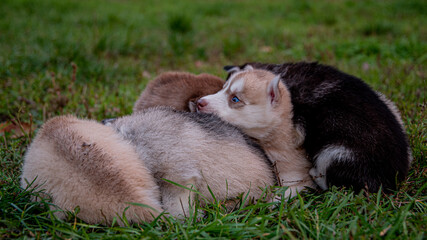 Husky puppies sleep on the grass.