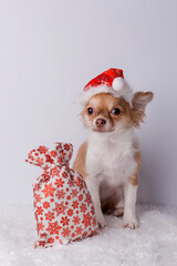 Chihuahua in christmas hat and with gift. Christmas dog as santa claus on white snow background.