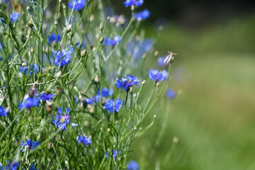 Detail of summer meadow with red poppies, blue cornflowers and cerels. selective focus. Low DOF