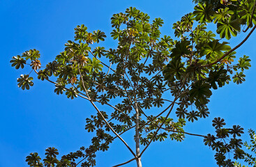 Snakewood tree (Cecropia peltata) and blue sky, Rio de Janeiro, Brazil 