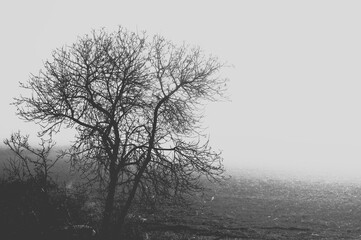 tree in fog
