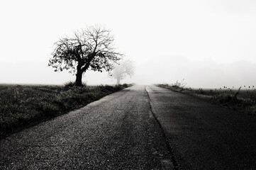 Fototapeta na wymiar road in the mist