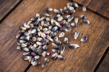 Different species and colors of corn on wooden table. Corn for tortillas on wooden table. Mexican food.