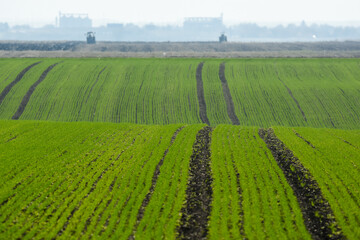 Fototapeta na wymiar The green fields of young wheat in the field