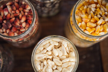 Different species and colors of corn on wooden table. Corn for tortillas on wooden table. Mexican food.