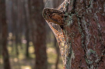 Web on a tree in contour sunlight, selective focus, close up