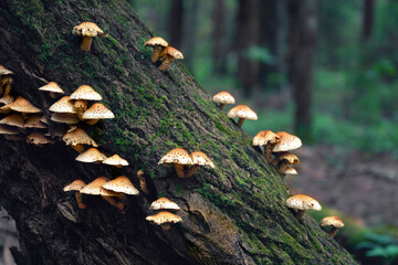 Fototapeta premium Small mushrooms grow on a tree trunk bark in the wild summer forest