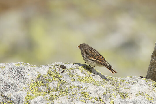 Closeup of a Twite bird on the rock in the Dovrefjellâ€“Sunndalsfjella National Park, Norway