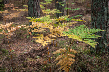 Yellow and green fern leaves in the pine forest on a sunny day, selective focus, close up