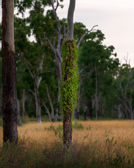 Eucalyptus tree trunk with vine growing on it