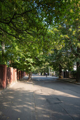 Quiet deserted street with large green tree crowns on a sunny day, Kaliningrad, Russia, vertical view