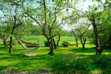 Hammock in the garden