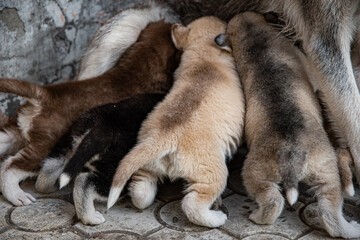 Little husky puppies feeding.