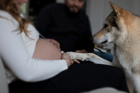 Family Concept. Dad And Wolf Dog Puts Their Hand On Mother's Baby Bump. Maternity With Dog