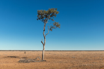 Drought landscape in Outback Queensland