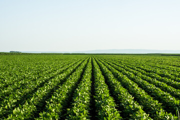 Fototapeta na wymiar Green soybean field in Vojvodina,Serbia. Agricultural landscape.