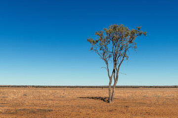 Drought landscape in Outback Queensland