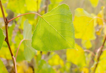 Autumn leaf.